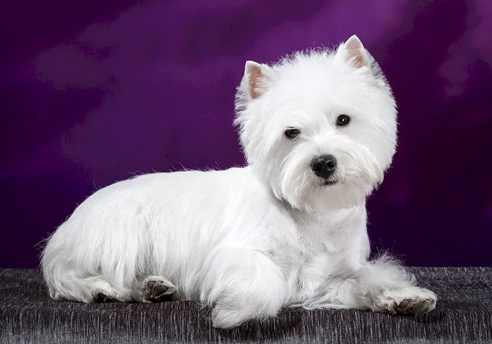 White Terrier Weißer Hochlandterrier