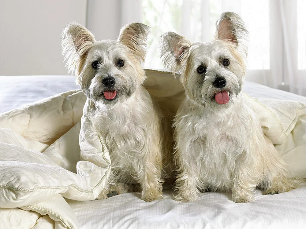 Yorkshire Terrier weiß