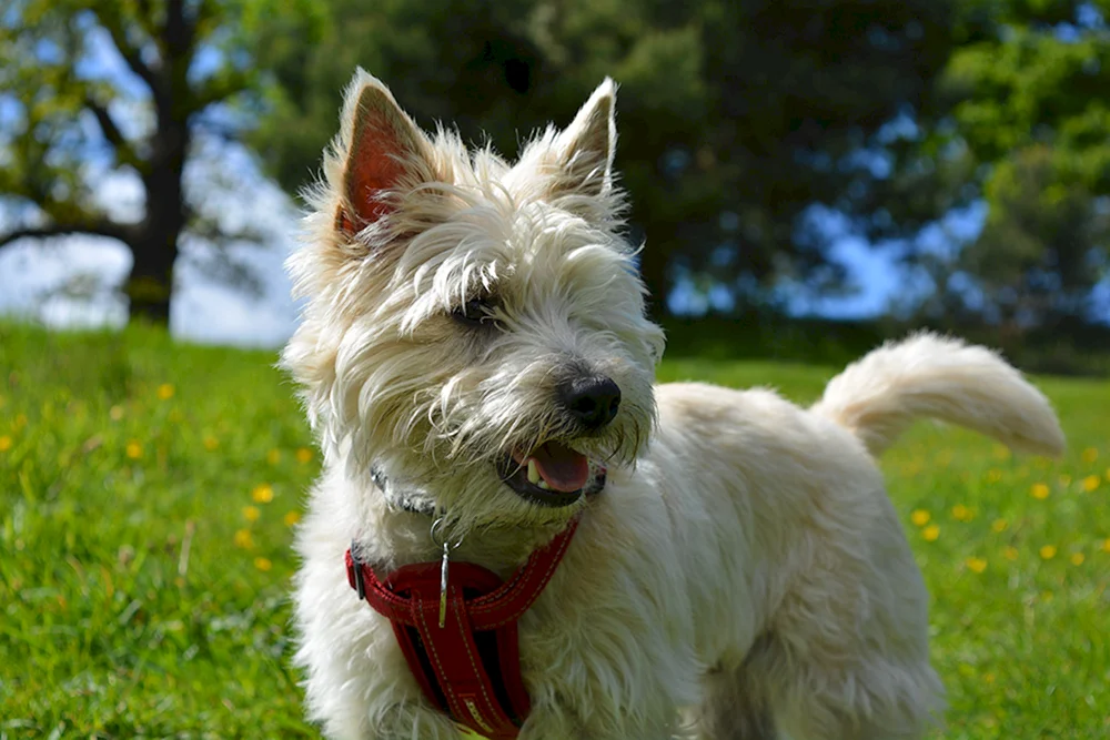 Yorkshire Terrier