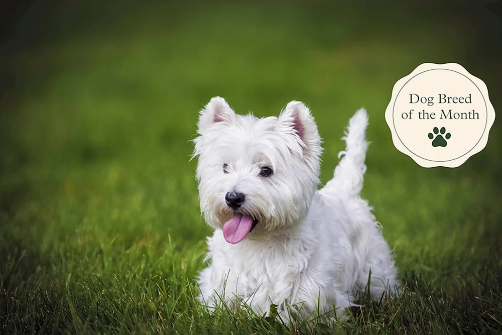 West Highland-White Terrier. Terrier