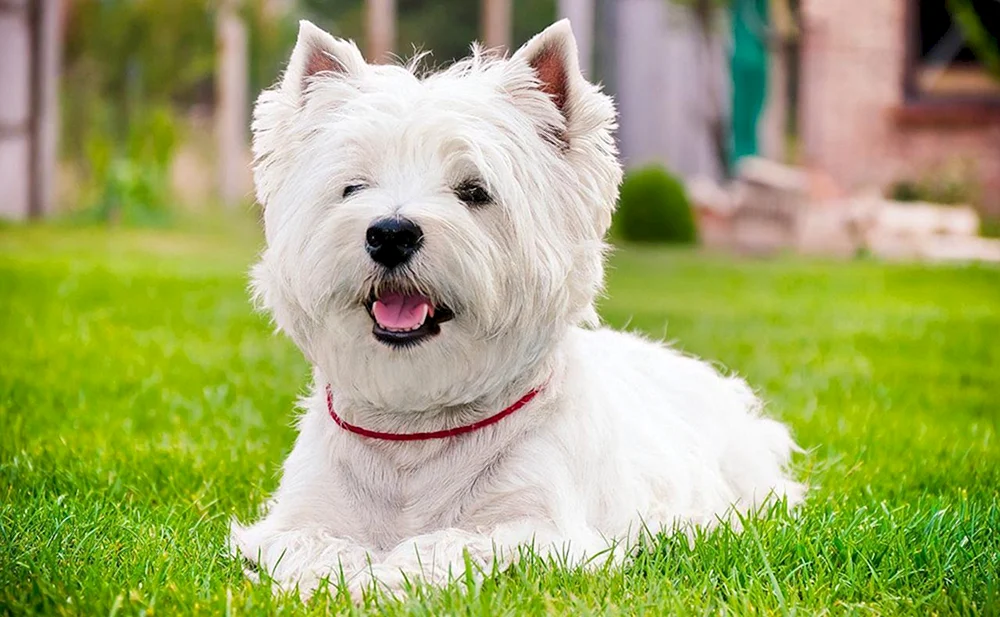 West Highland White Terrier