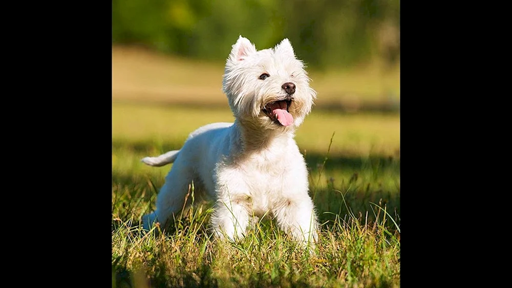West Highland Terrier