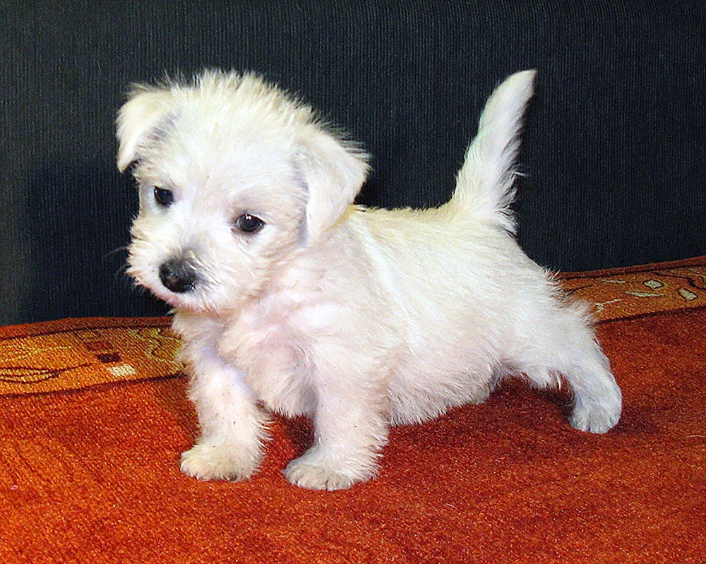 Bichon Frise