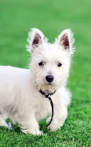 West Highland-White Terrier Welpen