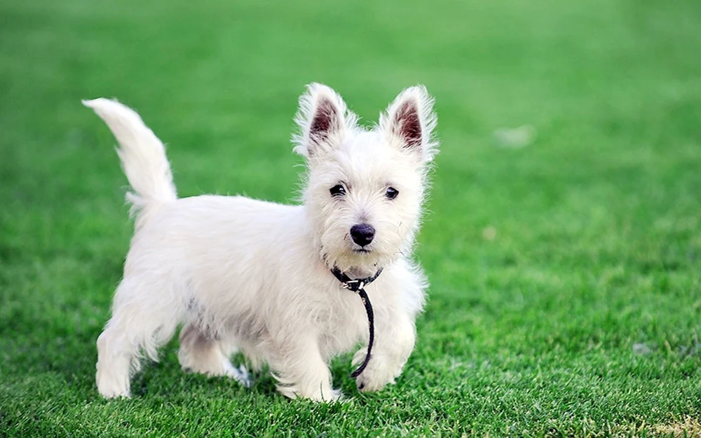 West Highland-White Terrier Welpen
