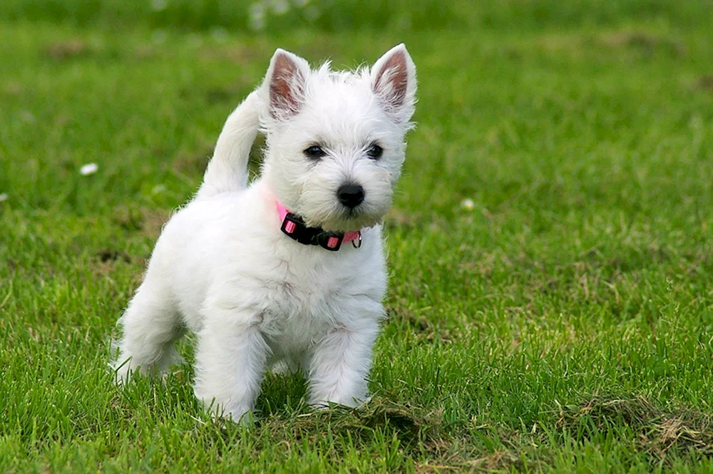 West Highland-White Terrier