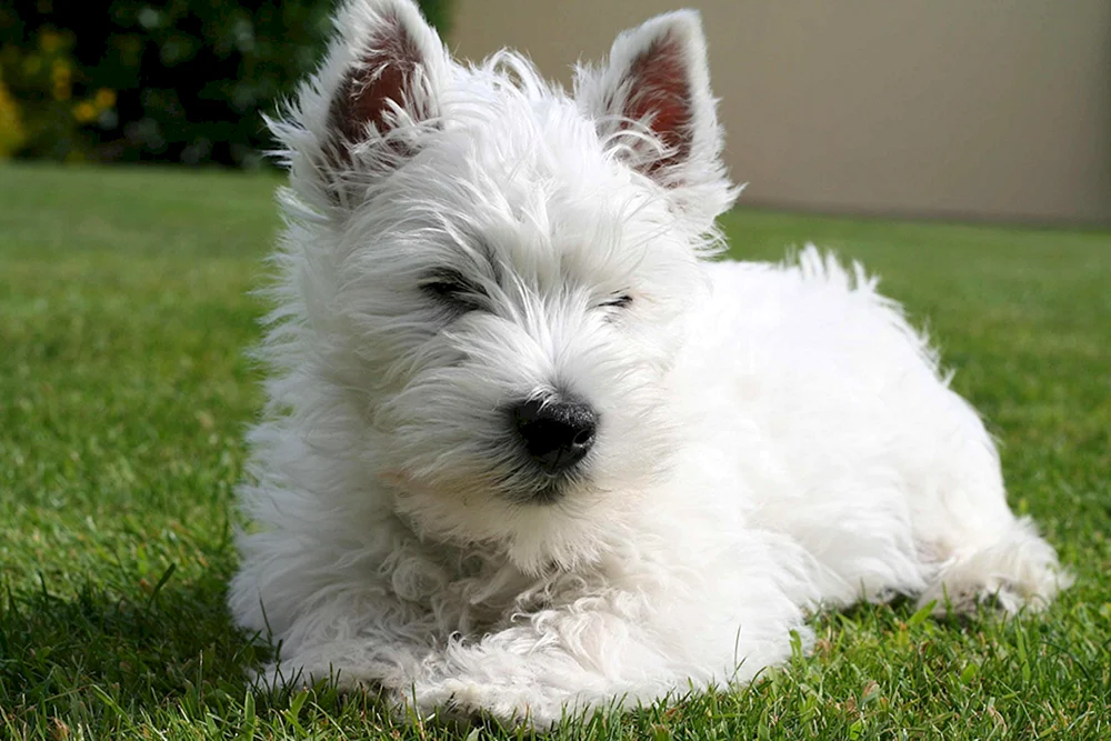 Malteser Malteser Hund Bologna
