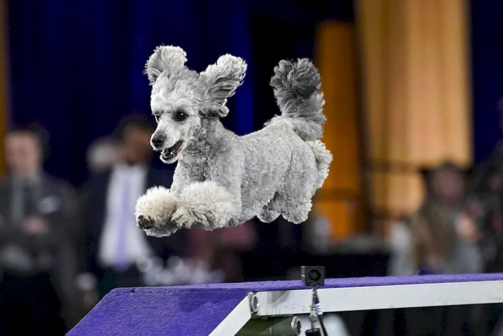 Westminster Hundeausstellung 2021