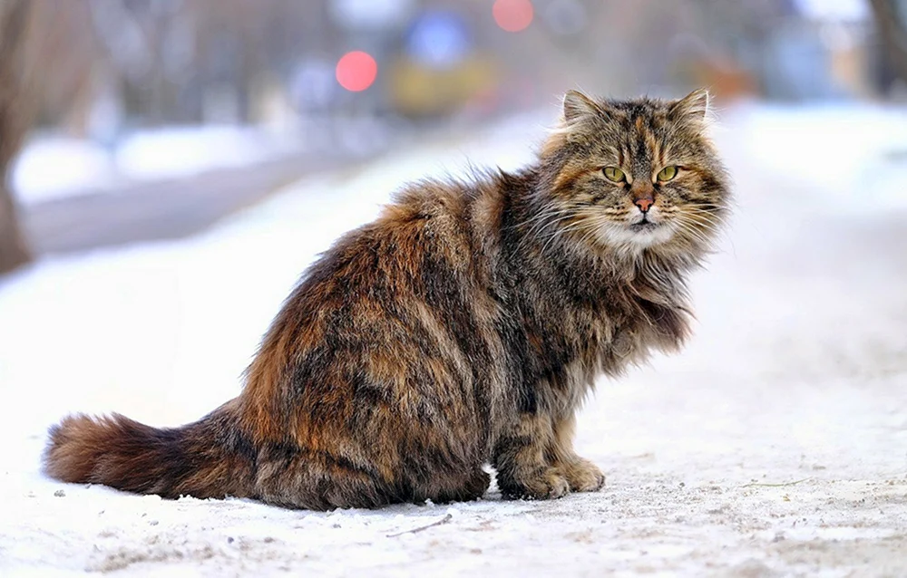 Sibirische Katze