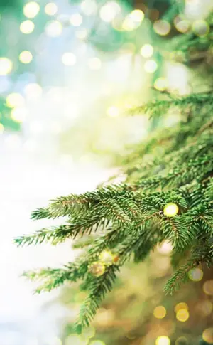 Weihnachtsbaumzweig