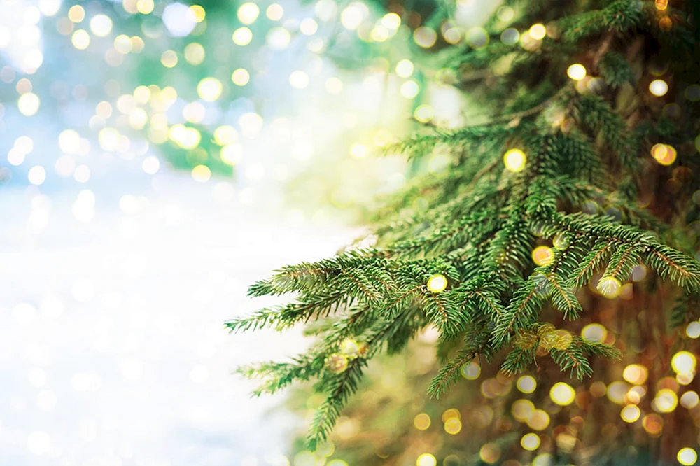 Weihnachtsbaumzweig
