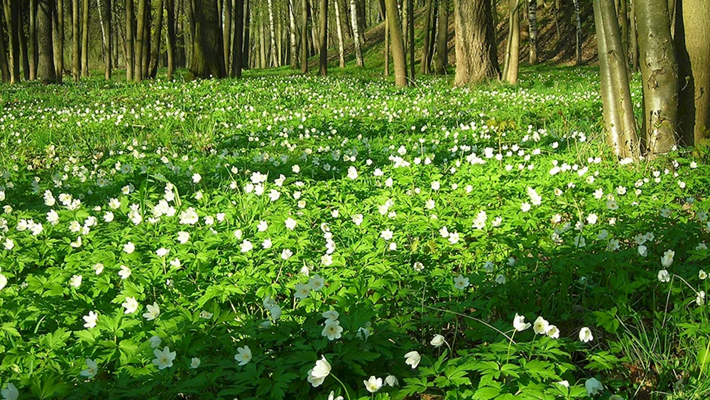 Frühlingsblumen