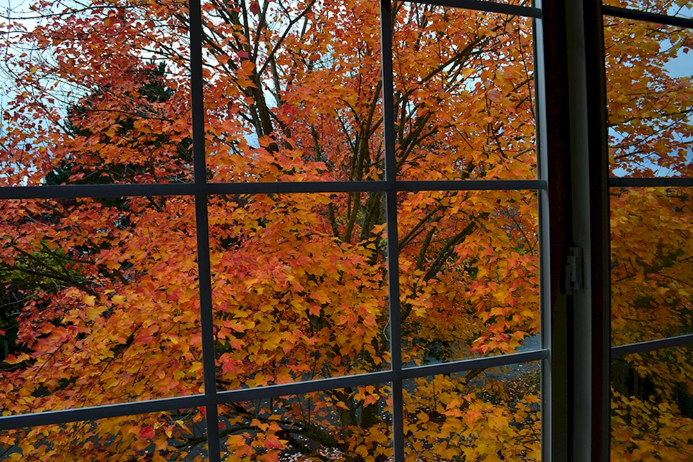 Herbst aus dem Fenster