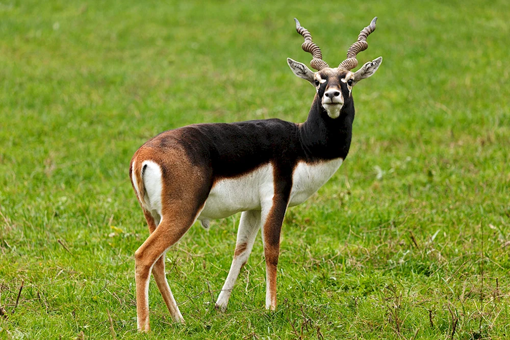 Waldantilope Bongo