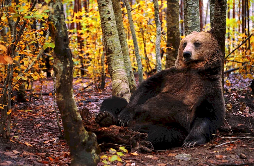 Taiga-Braunbär
