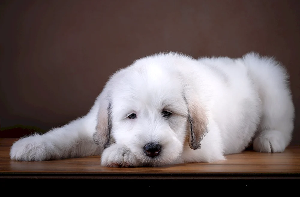 Labrador Black