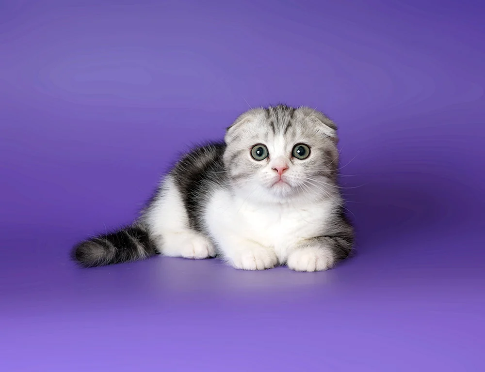 Sibirische Schopfkatze