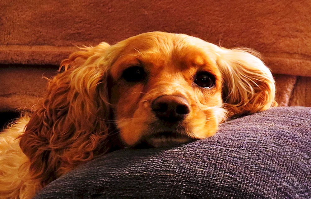 Beagle Spaniel