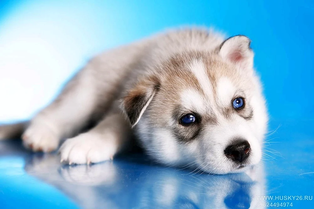 Labrador Retriever grau