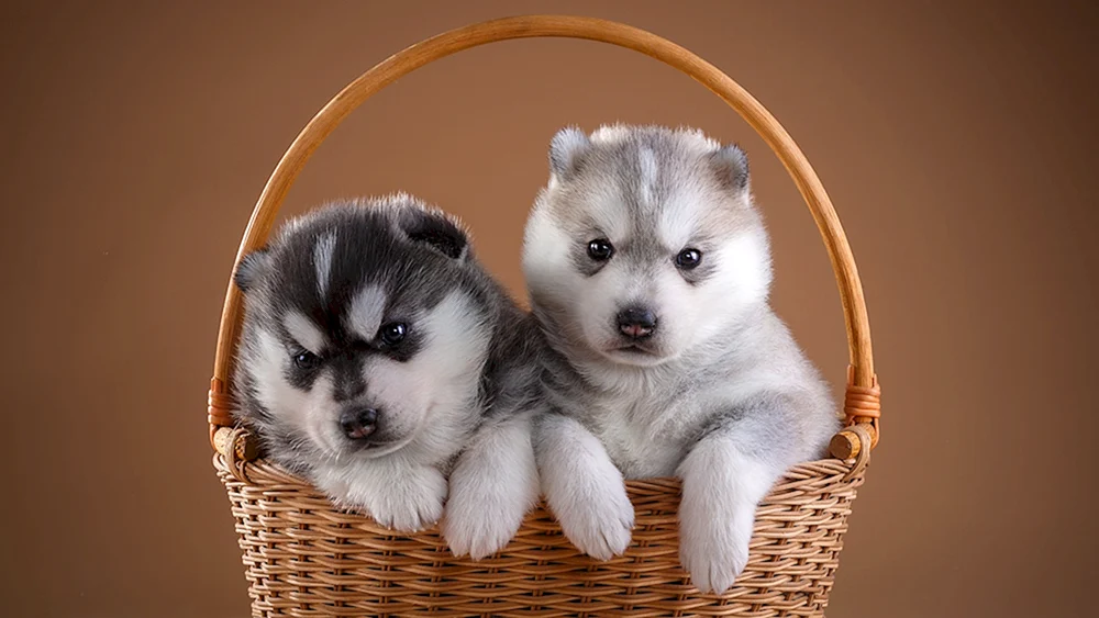 Husky husky