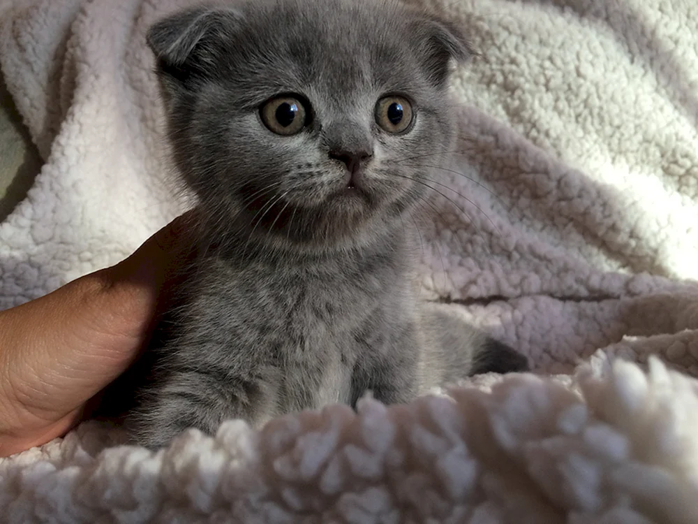 Scottish Fold Kätzchen