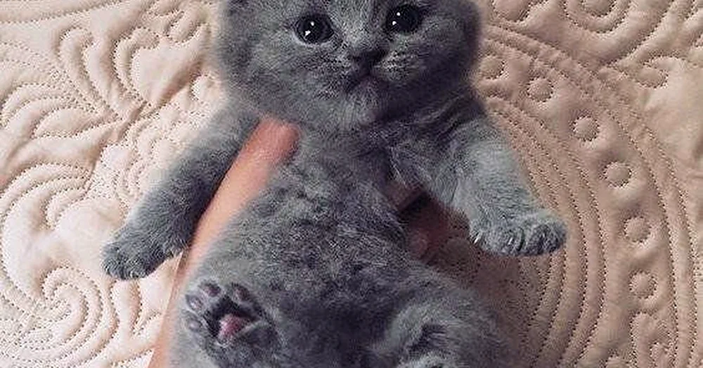 Schottische Lop-Katze