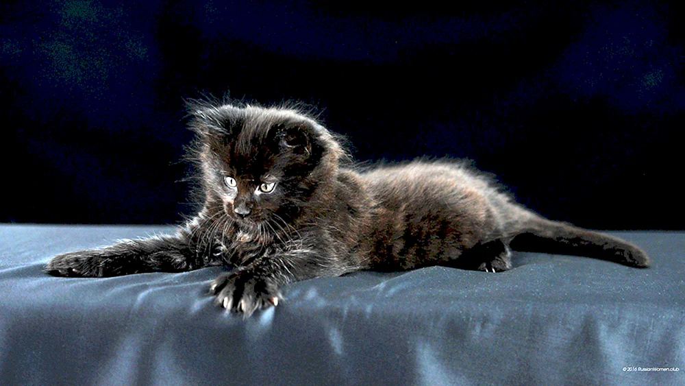Scottish lop cat