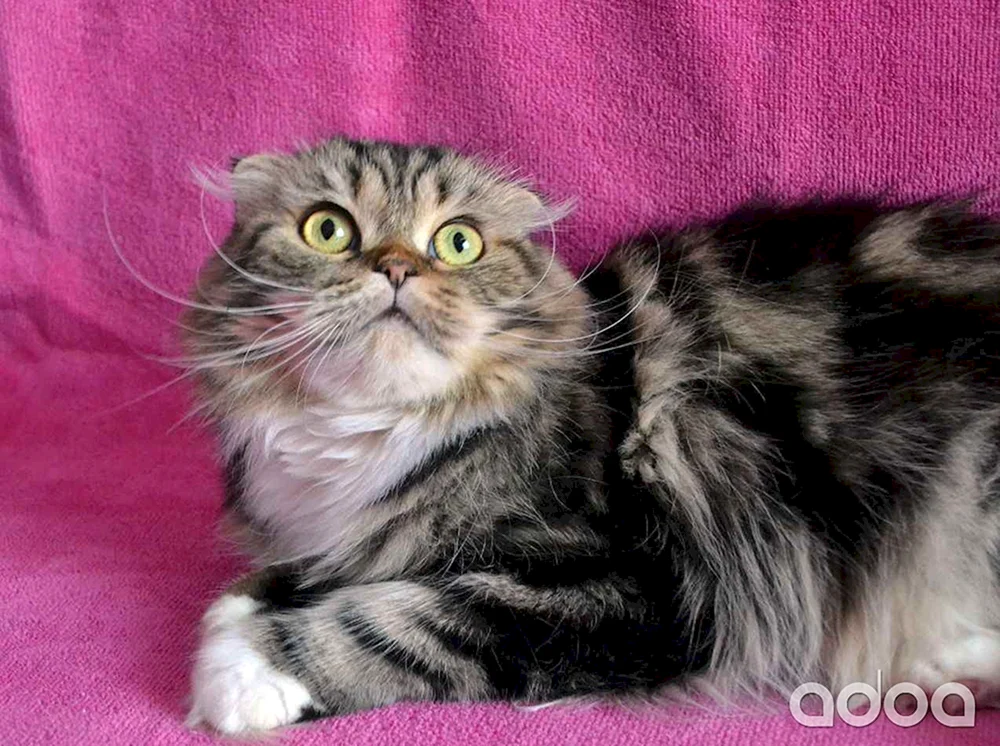 Mix Schotte und Maine Coon