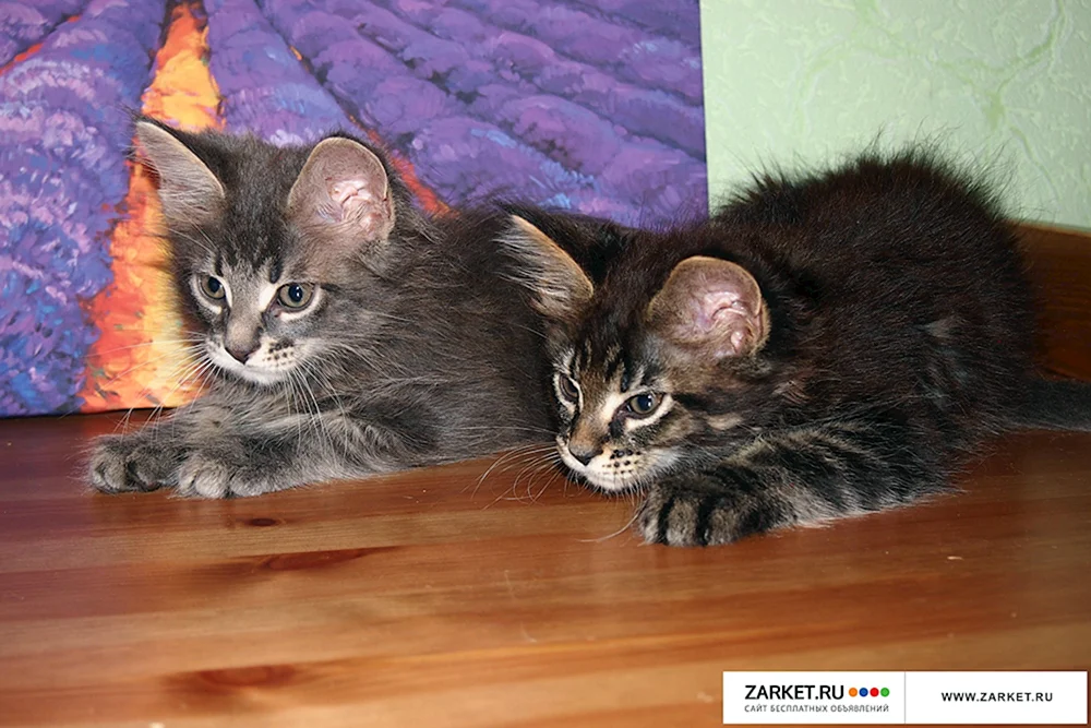 Maine Coon Schopfohr Maine Coon Kätzchen