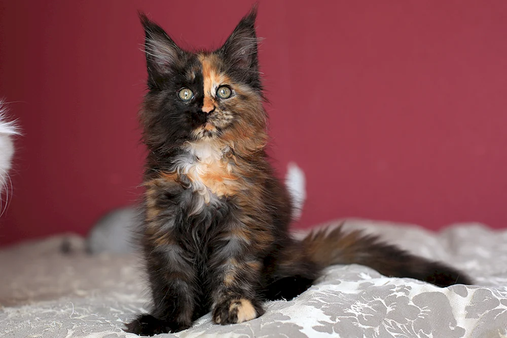Maine Coon lop