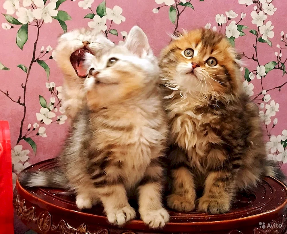 Maine Coon creamy Solid