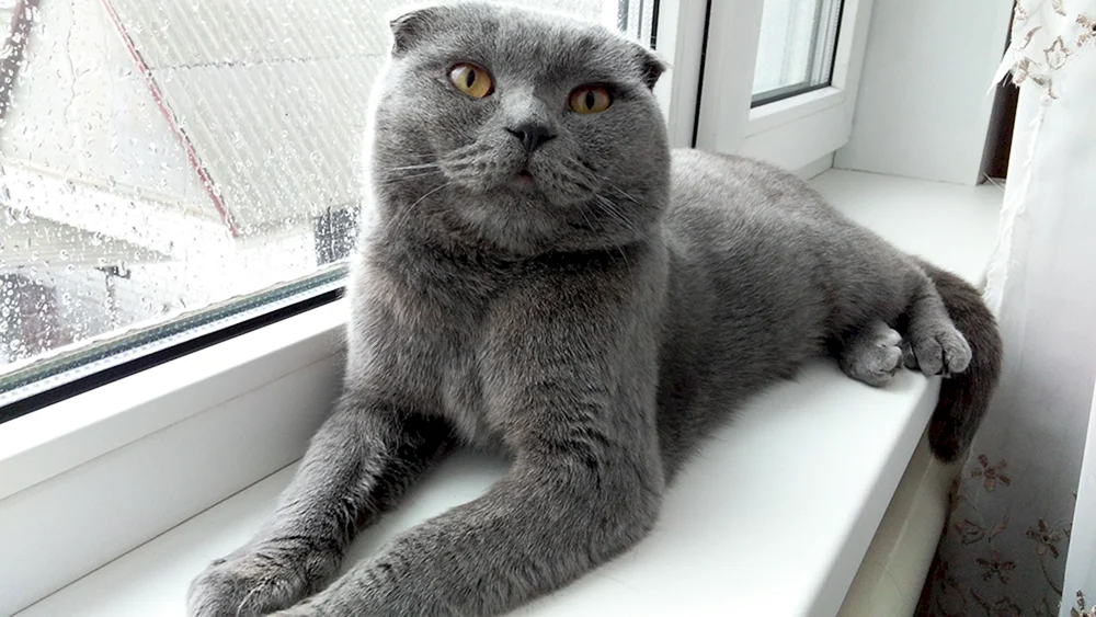 Scottish Fold Scottish