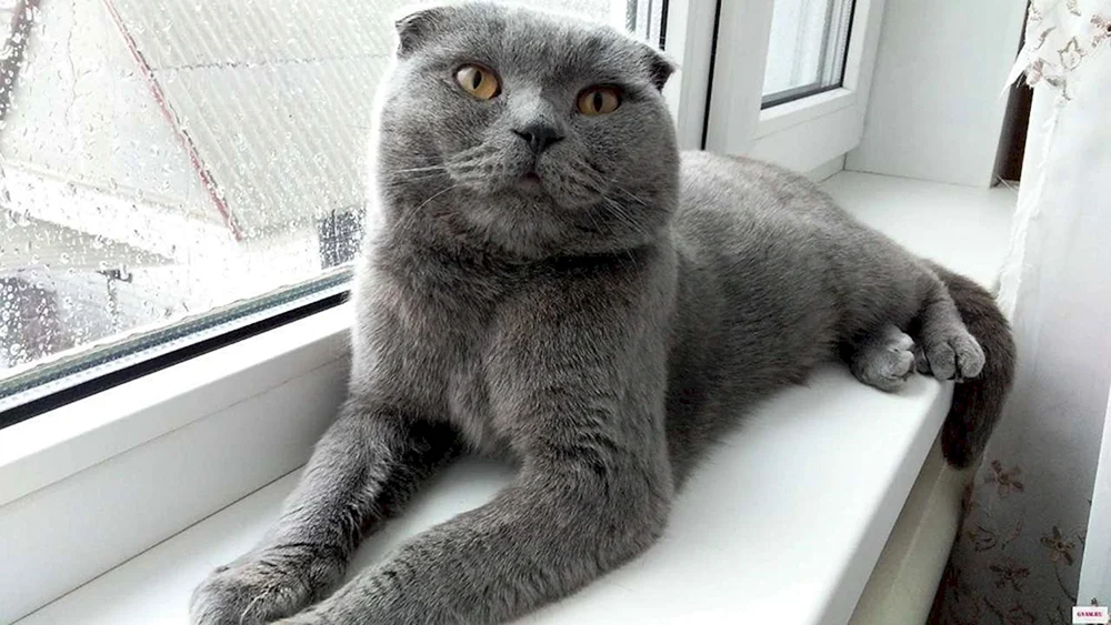Britische lop Katze