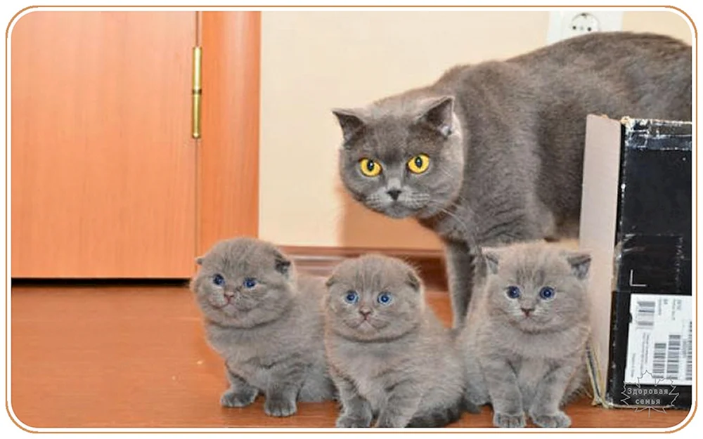 Britische Katzenrasse