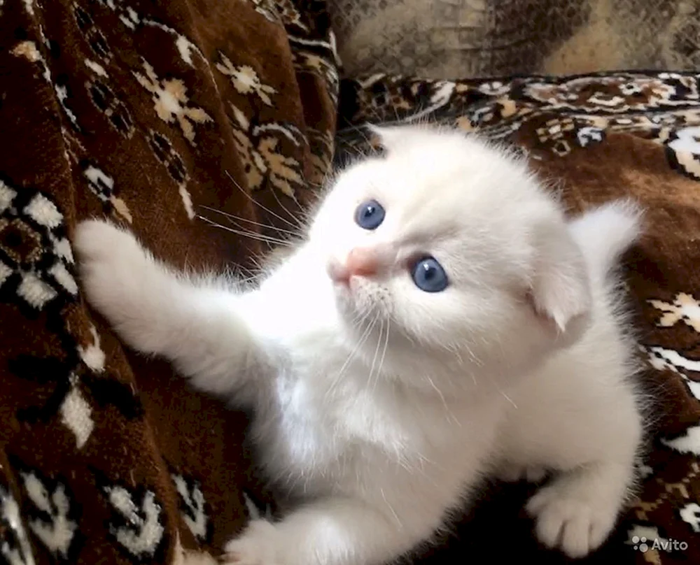 Schottische lop cat white
