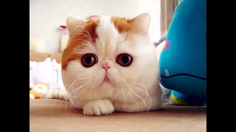 Langhaarige Schopfohr-Exotische Munchkin-Katze