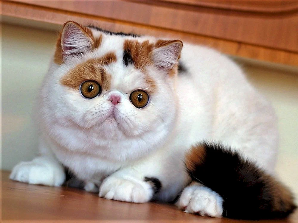 Japanischer Bobtail
