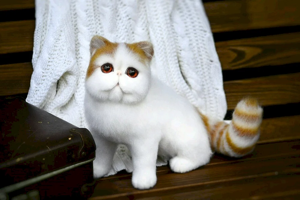 Japanischer Bobtail KatzeExotische Katze Exotische Katze Exotische Katze Exotische Katze Snoopy