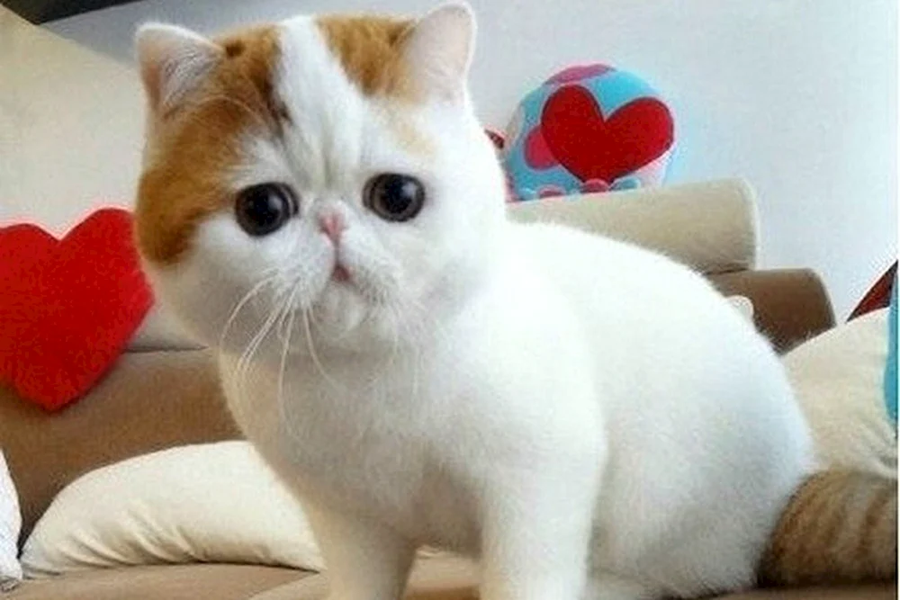 Munchkin Exotische Munchkin