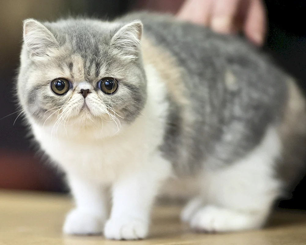 Schlaufohr Exotisch Munchkin