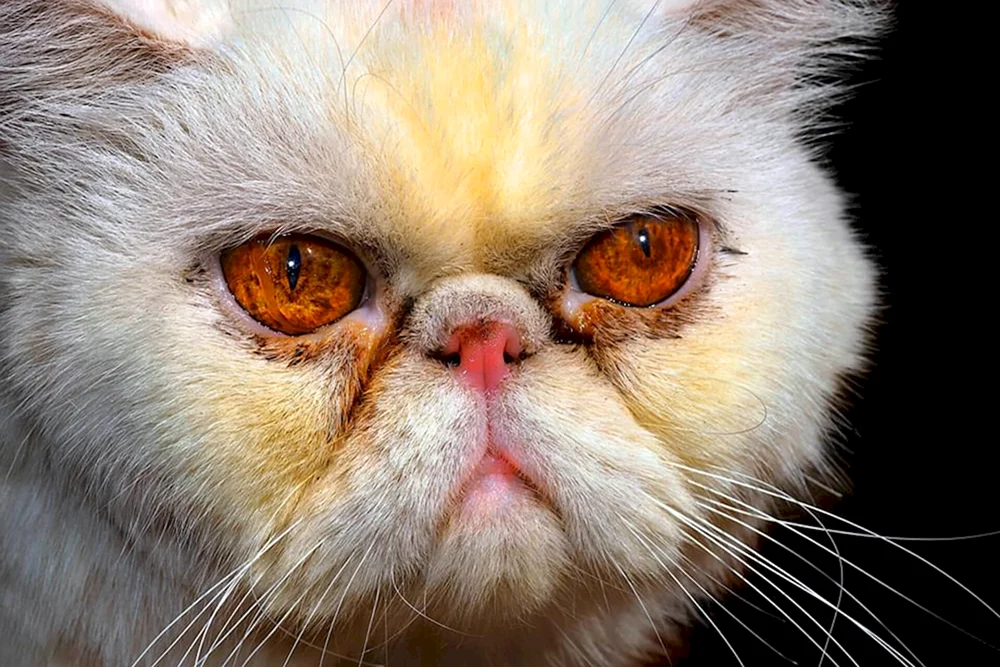 Exotische Katze Katze