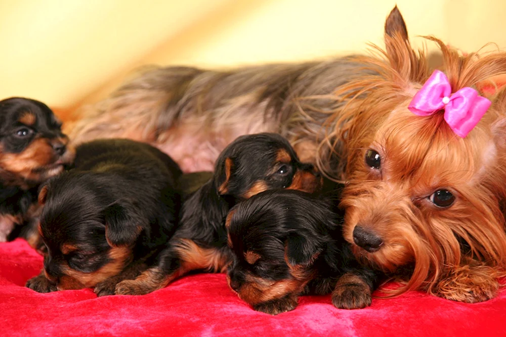 Low-haired Yorkshire Terrier