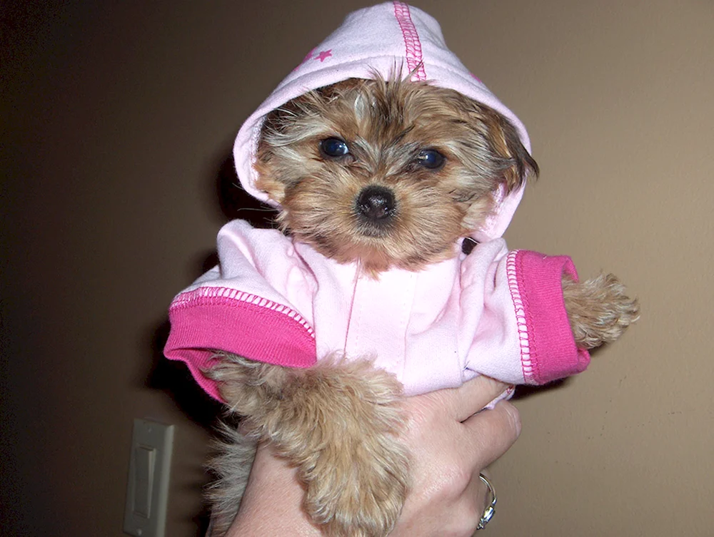 Whiskered Yorkshire Terrier