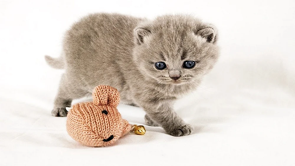 Kleine Schopfohrkatze. kleine Katze