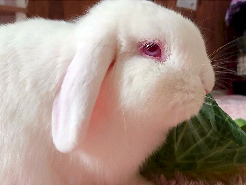 Weißes Kaninchen mit roten Augen