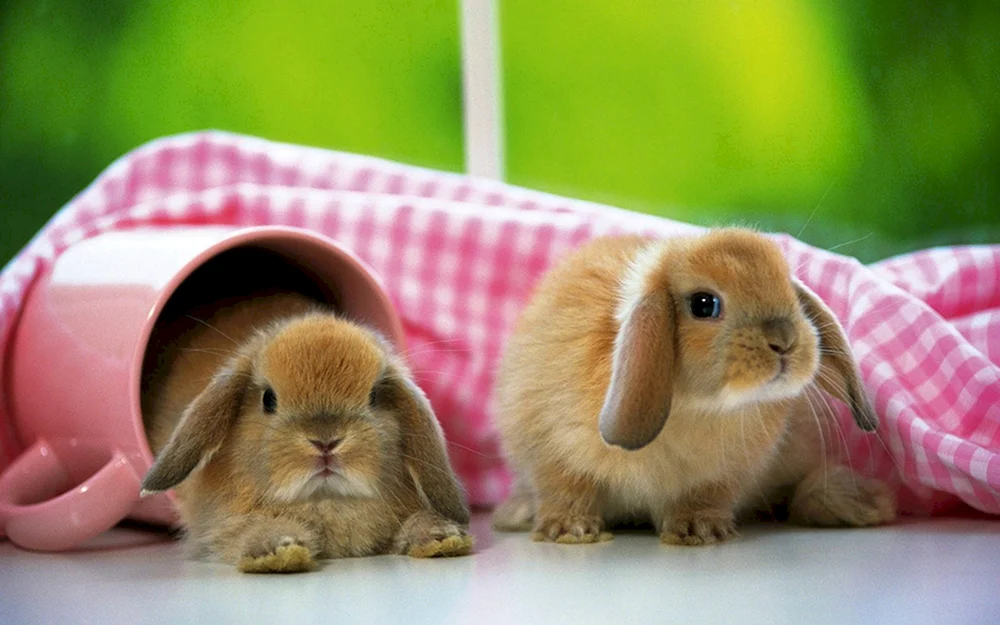 Hispanisches Kaninchen, Zierkaninchen