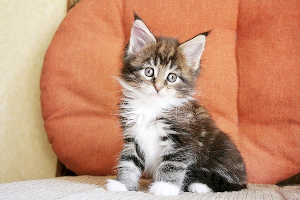 Maine Coon ginger