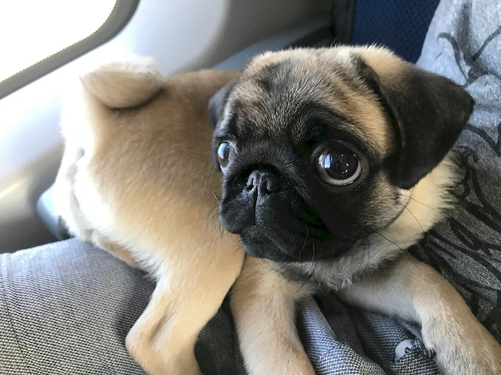 Mops Hunderasse
