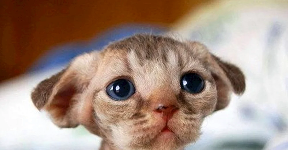 Orientalische Katze