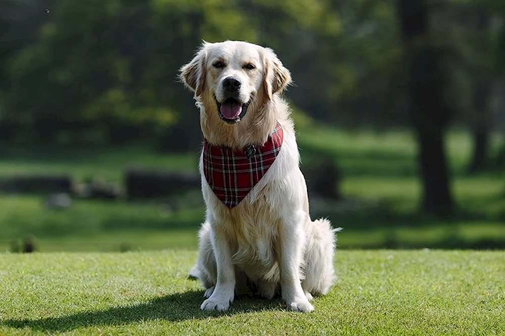 Whiskered Sheepdog